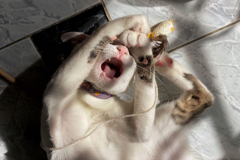 Watch How Cats Are Reacting to Nintendo’s New AR Game ‘Mario Kart Live: Circuit’