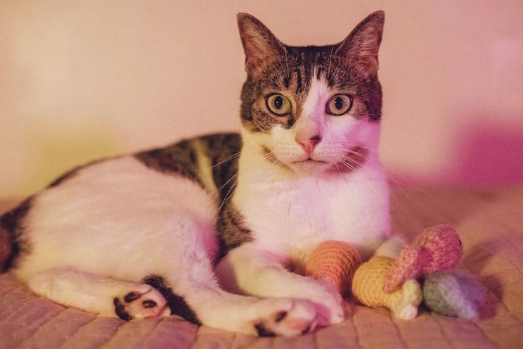 Celebrate National Cat Day With a Remote Photoshoot