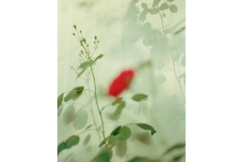 root studios nyc freedom equal justice print sale photography