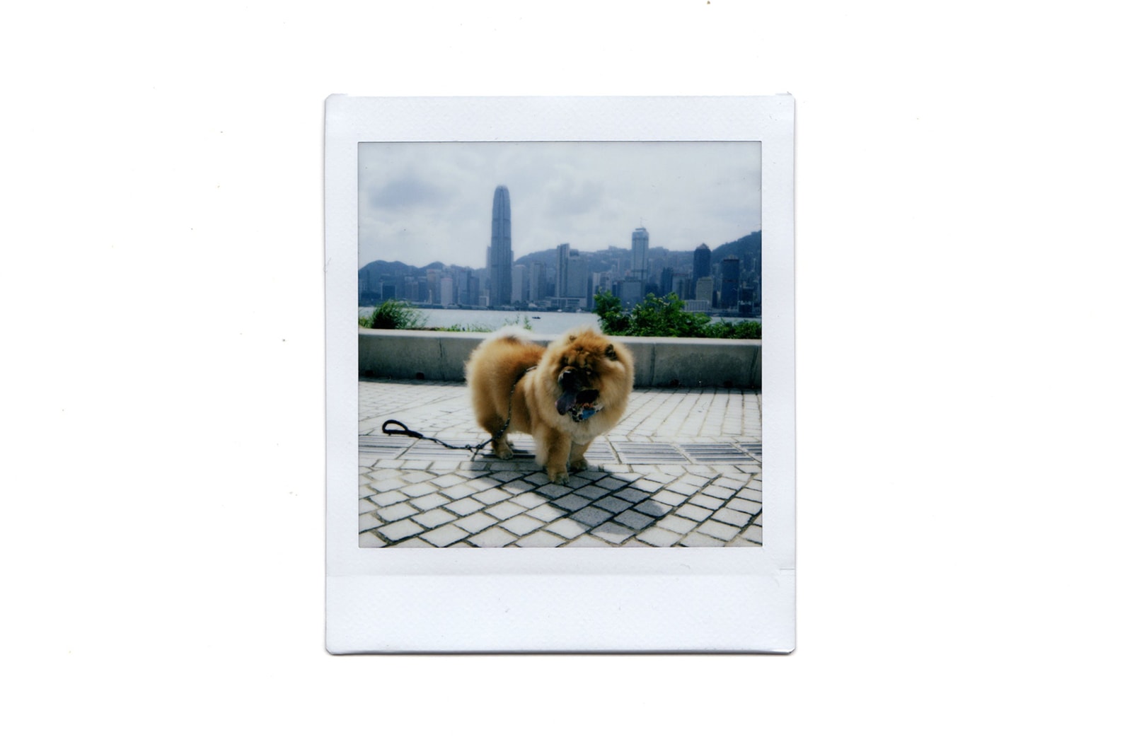 fujifilm instax square sq1 instant camera chalk white photography