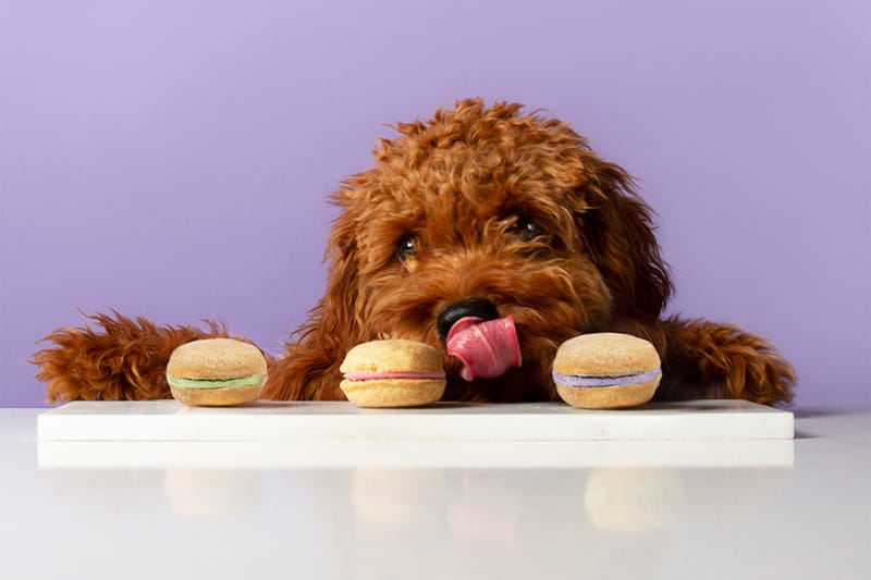 Pet-à-Porter Is the New Destination to Shop Luxe Goods for Your Furry Companion