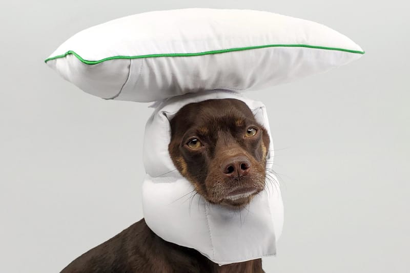 Between Two Naps Is the Pet Wear Brand Creating Experimental Dog Accessories