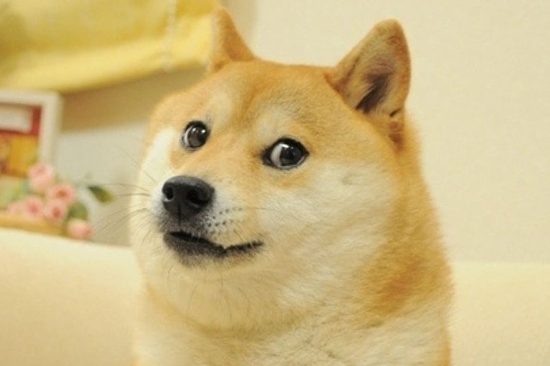 dogecoin cryptocurrency snoop dogg all time high increase elon musk tweets info