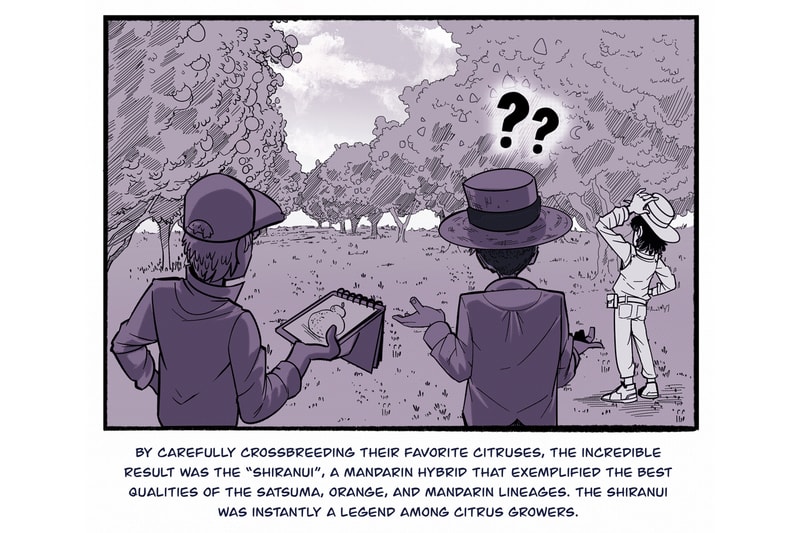 sumo citrus history manga inspired series chris metzner