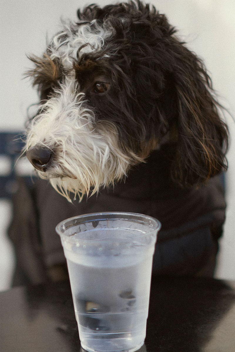 zara pets dogs collection water glass cup