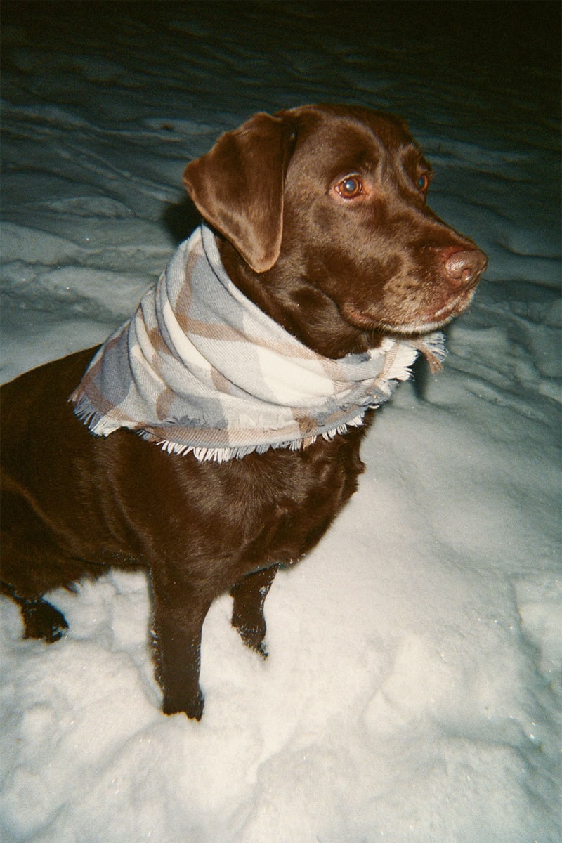 zara pets dogs collection check plaid scarf snow