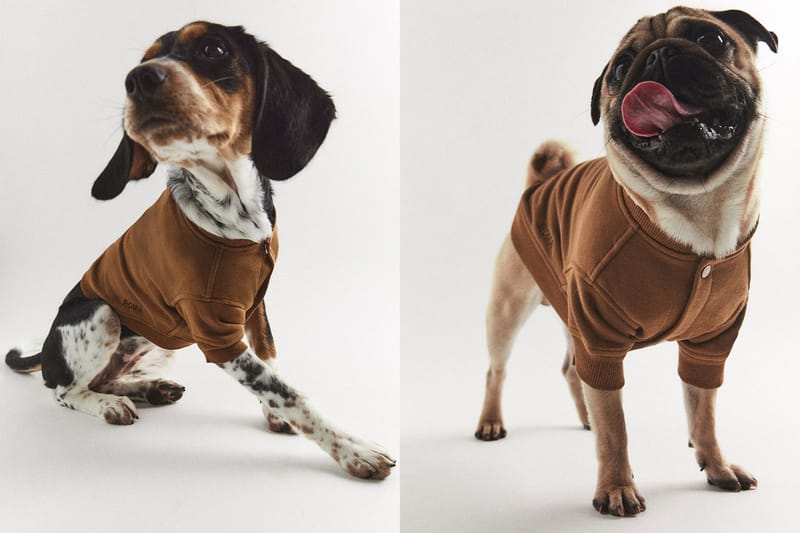 dog clothes and accessories