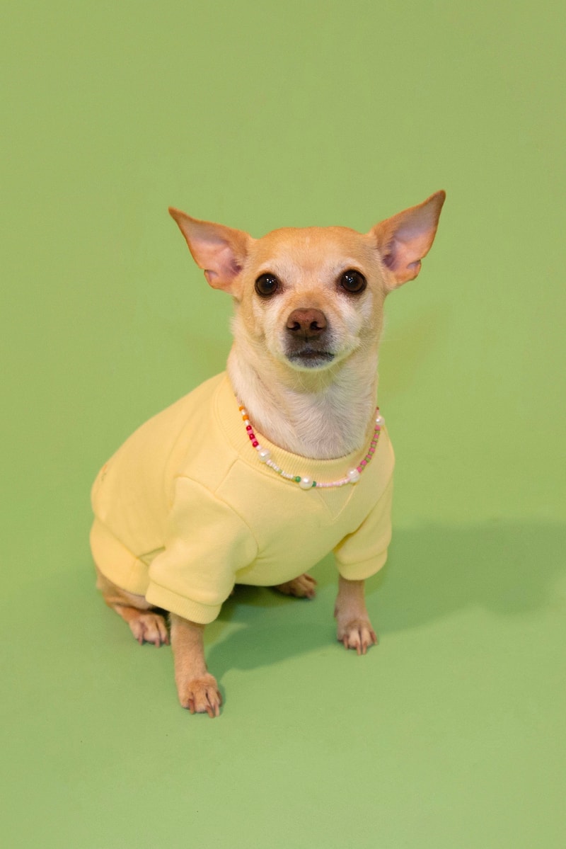 Little Beast Dog Clothing Cloud Sweater