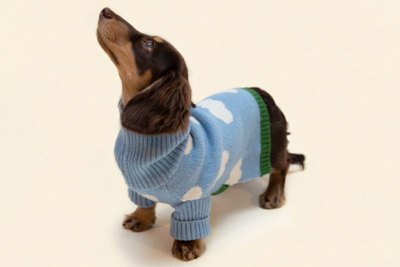 Dogwear Brand Little Beast Launches Spring Styles