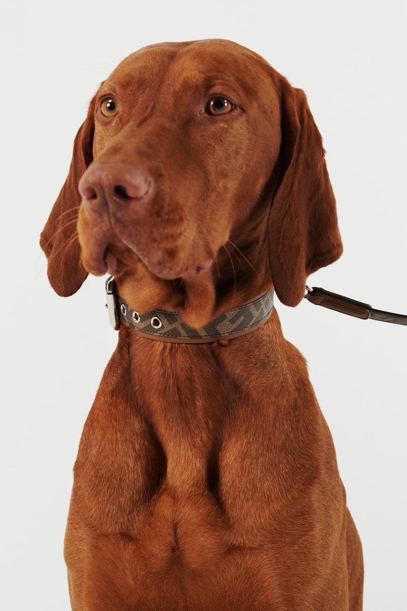 Fendi Dog Monogram Travel Collection Collar Pets Jacket Luxury Leash FF Logo Print