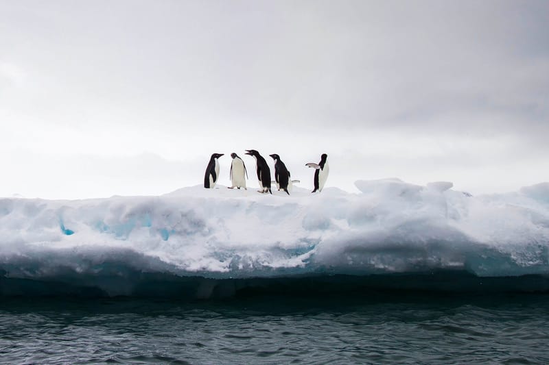 Antarctica Reached Its Highest Temperature Ever in 2020
