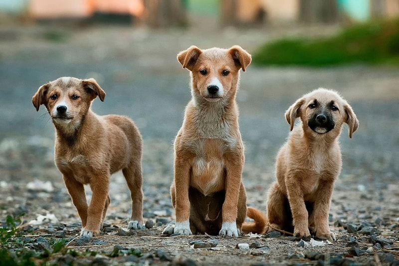 pandemic pets abandoned return to work office shelters dogs puppies 