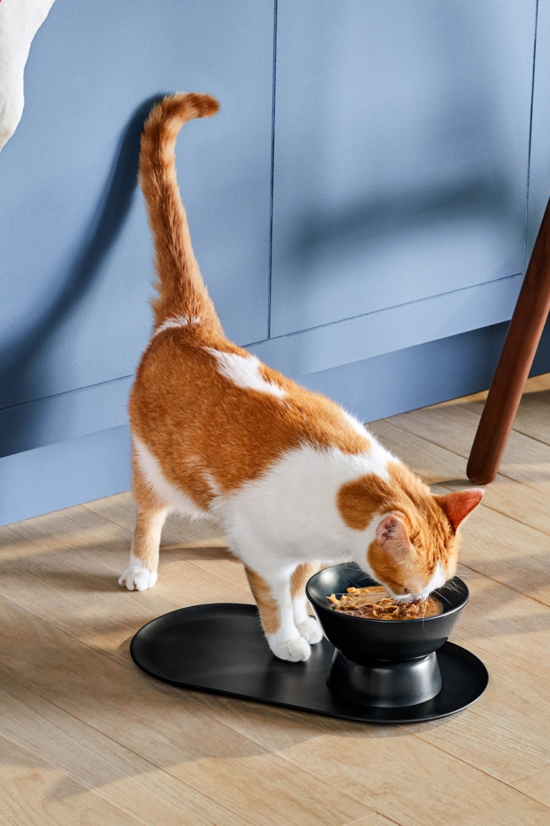 Jason Wu Cat Person Collection Collaboration Bowl