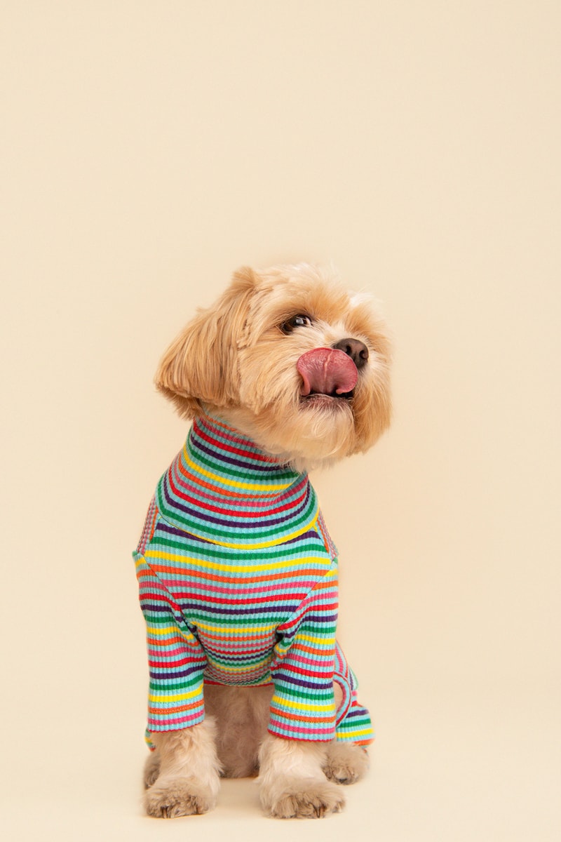 Little Beast Fall Pet Collection Onesies Dog Sweater Yellow Green