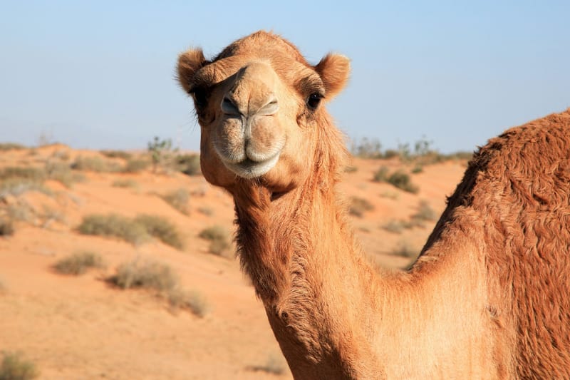 Pageant Camels Disqualified for Injecting Botox