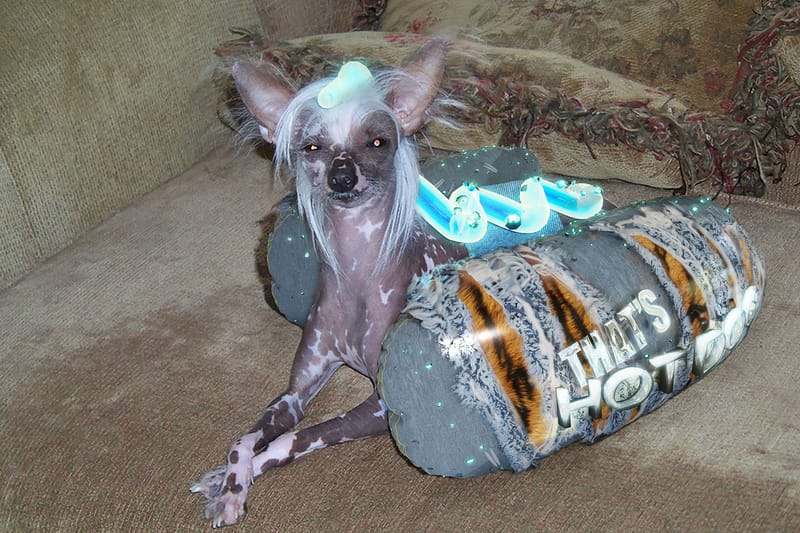 You Can Now Dress Your Pets in the Metaverse