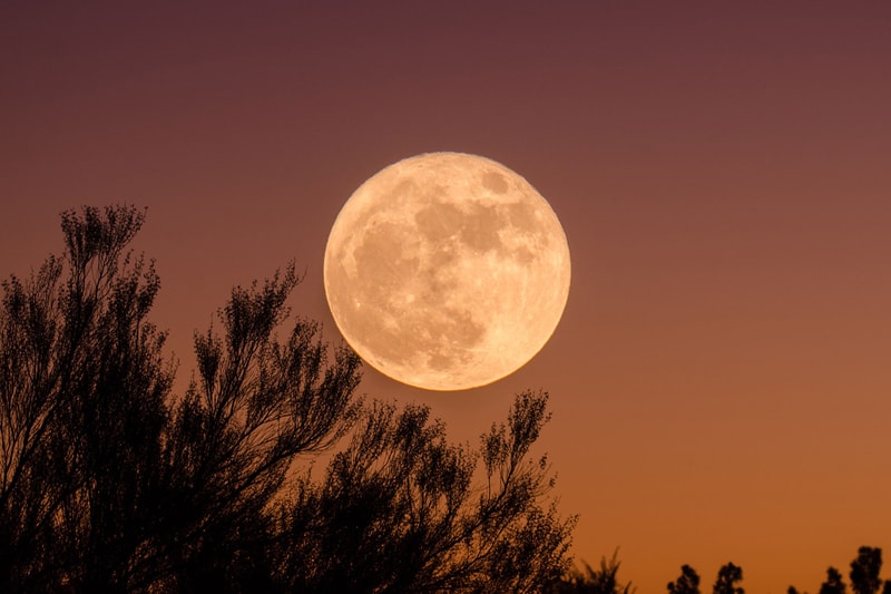 First Full Moon Wolf How to See When Where Date Time Info
