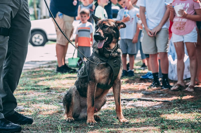 Dogs Trained To Detect COVID-19 in Metallica and Tool Concert Tours