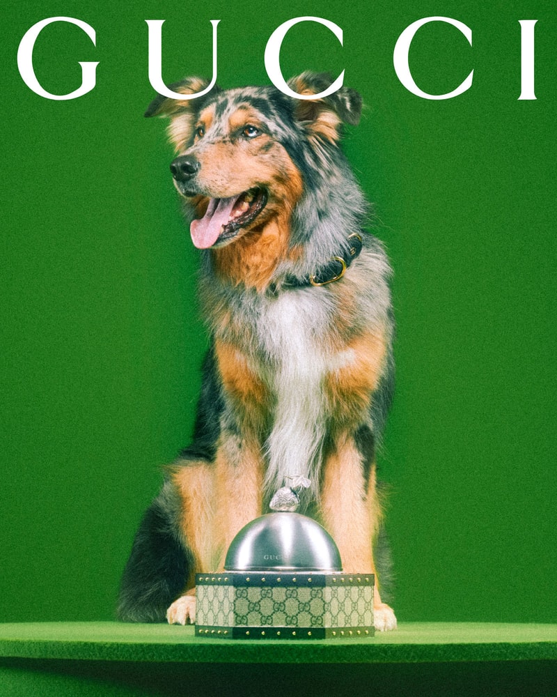 Gucci Pet Collection Dogs Cats Collars Leashes Harnesses Accessories Campaign Release Price Info