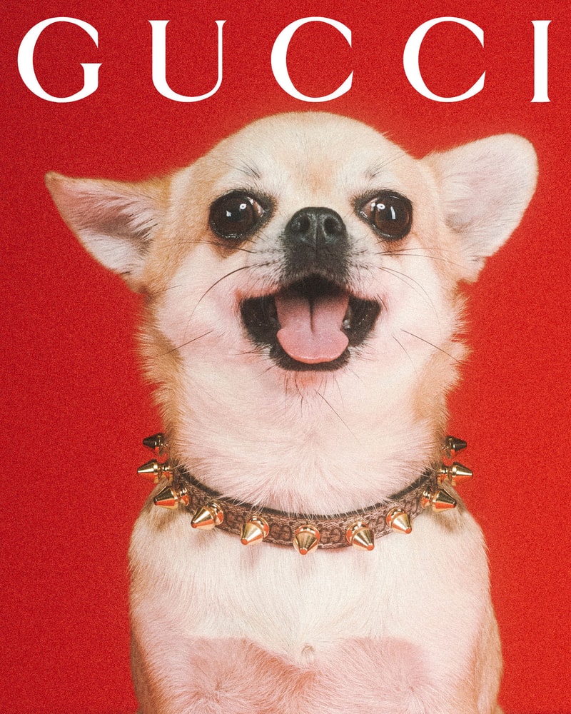 Gucci Pet Collection Dogs Cats Collars Leashes Harnesses Accessories Campaign Release Price Info