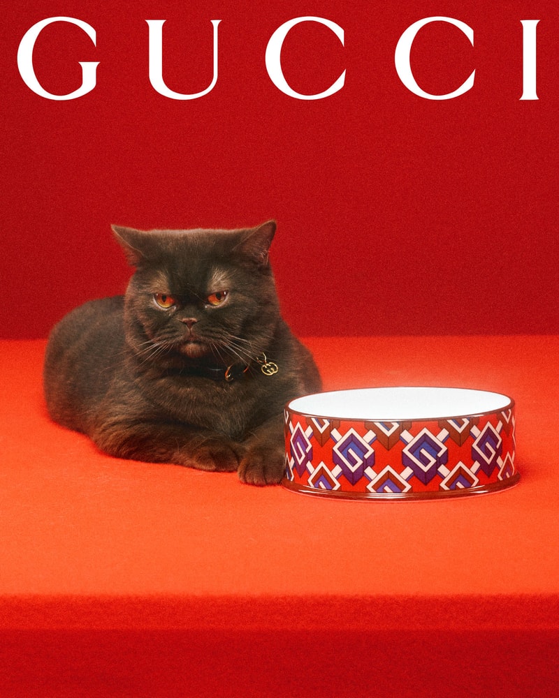 Gucci Pet Collection Dogs Cats Collars Leashes Harnesses Accessories Campaign Release Price Info