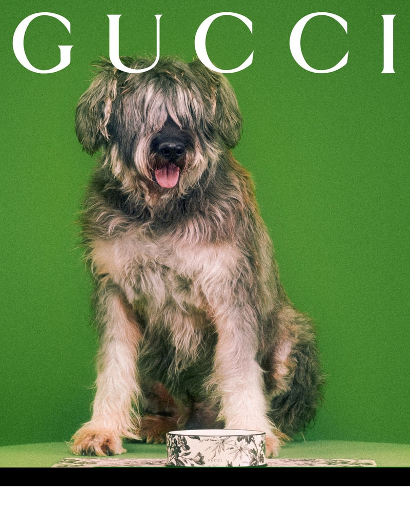 Gucci Pet Collection Dogs Cats Collars Leashes Harnesses Accessories Campaign Release Price Info