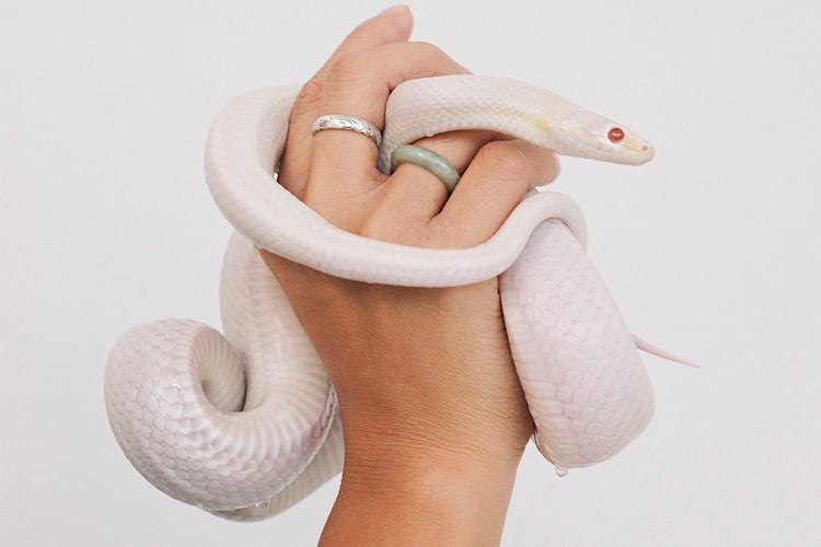 Snakes Have A Heart-Shaped Clitoris, Research Finds
