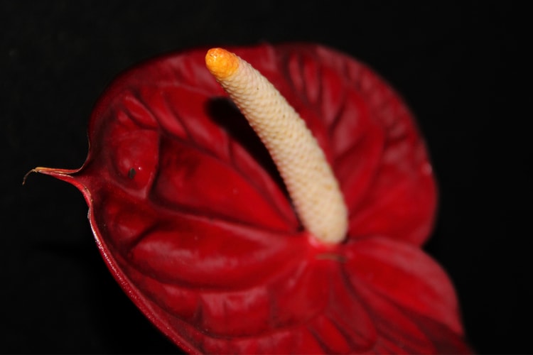 Can Amsterdam's "Stay Away" Campaign Put An End to Passport Bros?