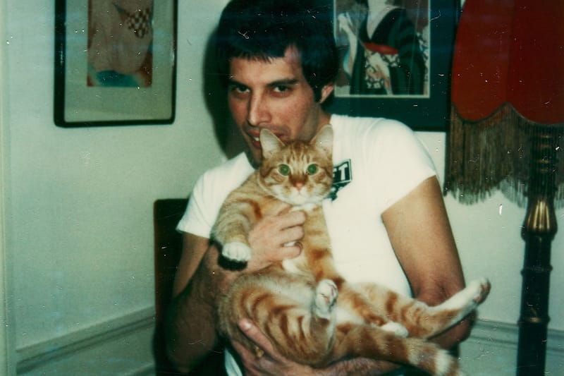 Sotheby's London Exhibits Rare Photos Capturing Freddie Mercury's Cat Obsession