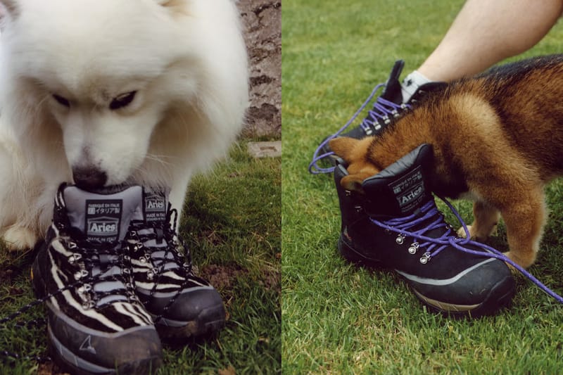 Cute Pooches Steal the Spotlight in Aries and ROA's Collaboration Campaign