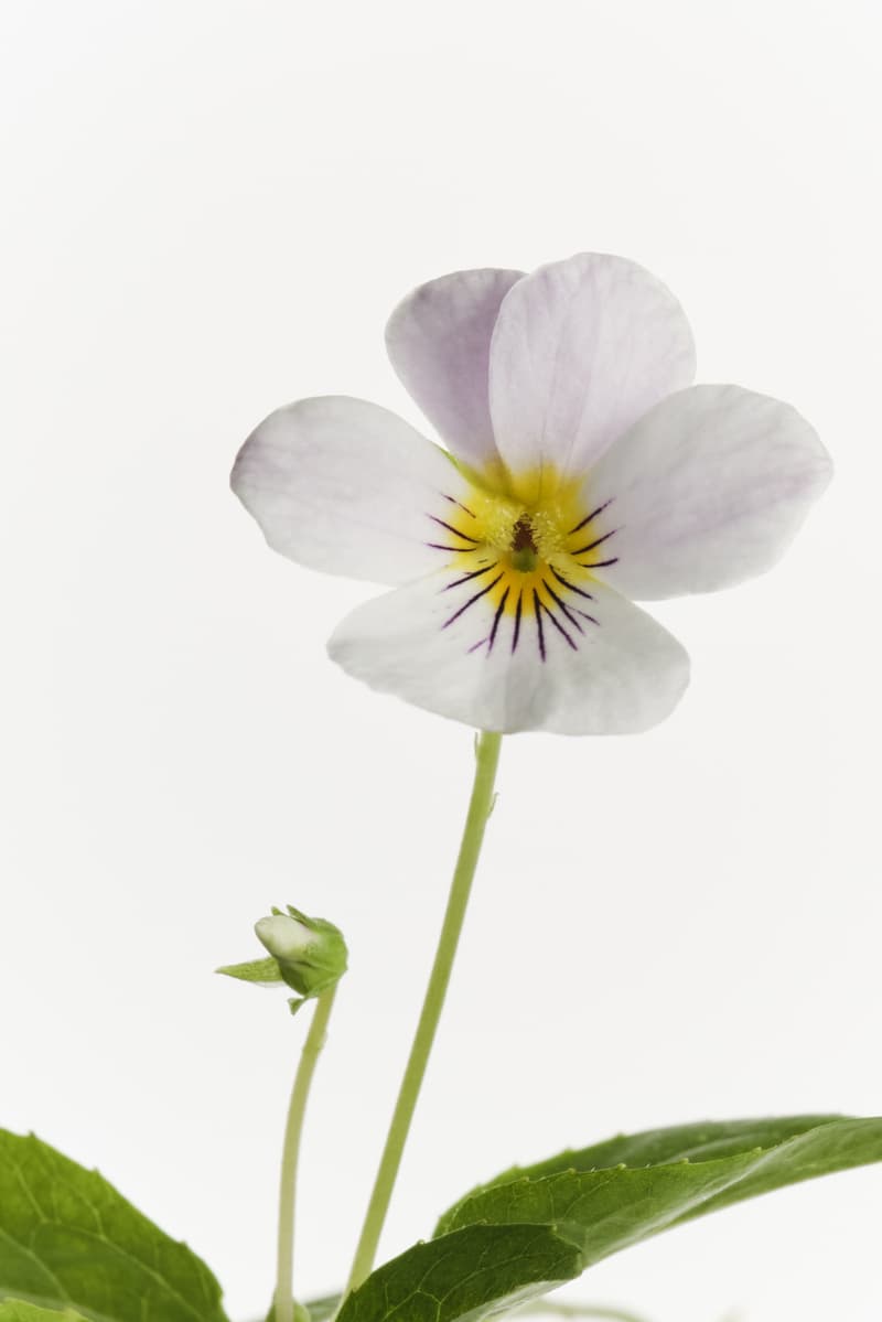 glossier fragrances you doux and rêve laying on one another, perfume launch, beauty