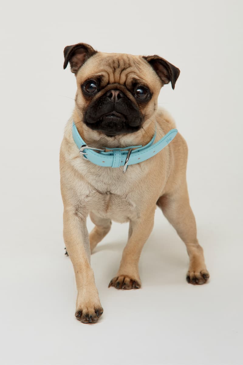 house of sunny dogs cardigan knitwear puppy dalmatian