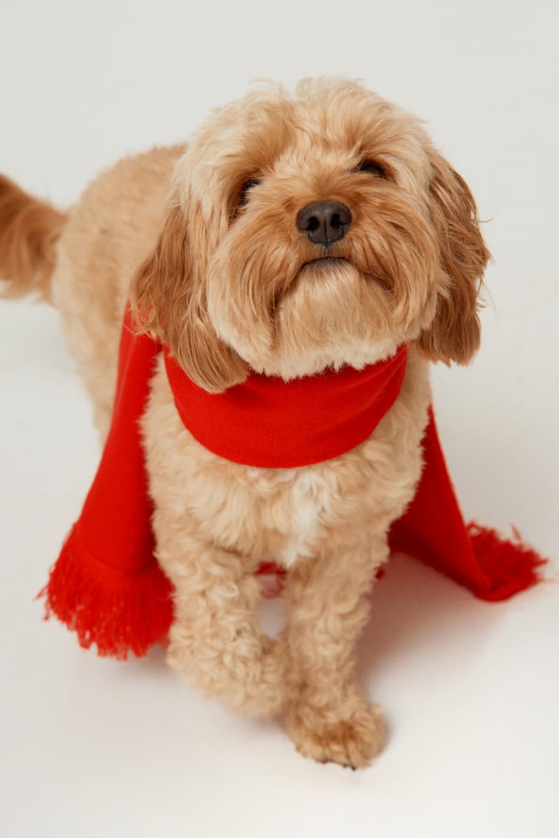 house of sunny dogs cardigan knitwear puppy dalmatian