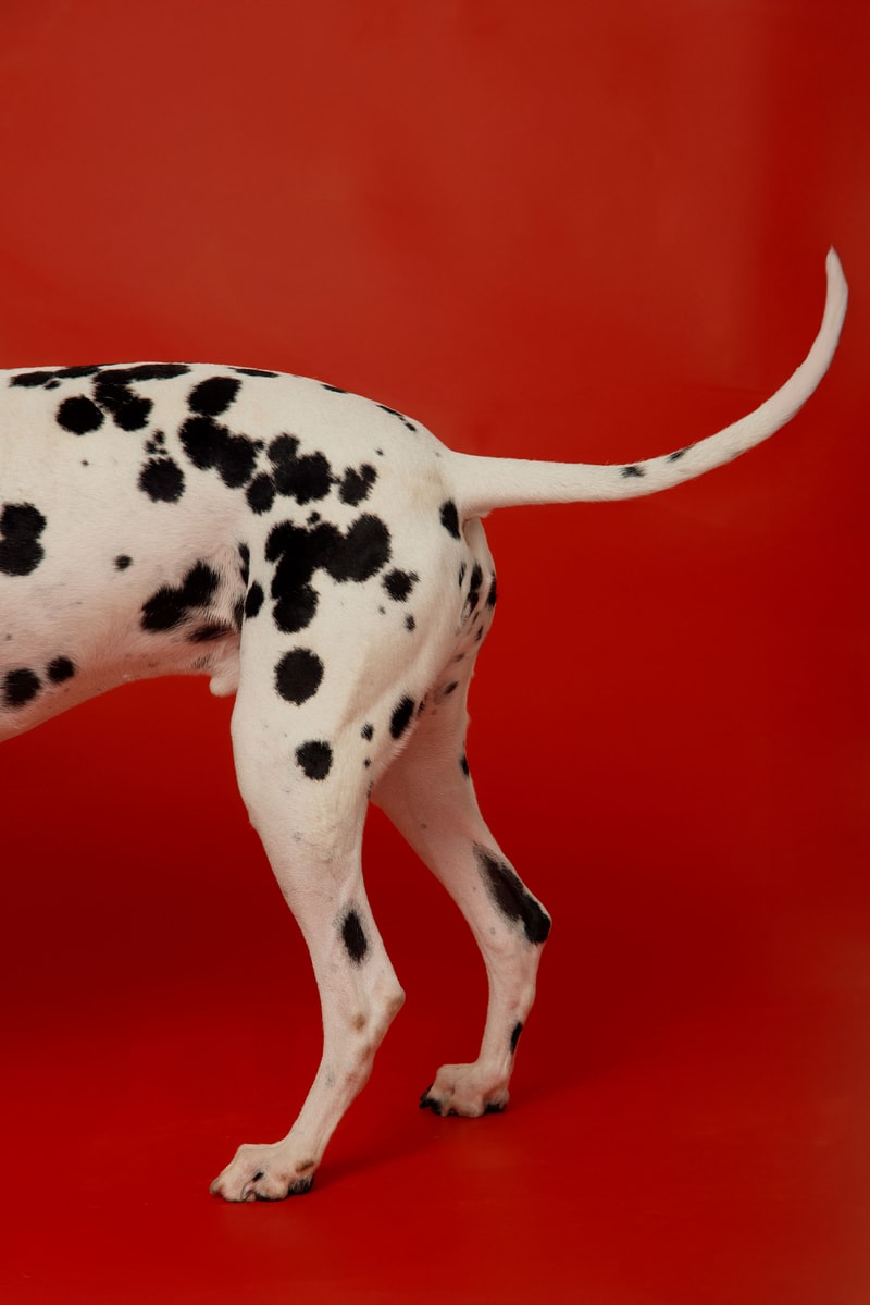 house of sunny dogs cardigan knitwear puppy dalmatian