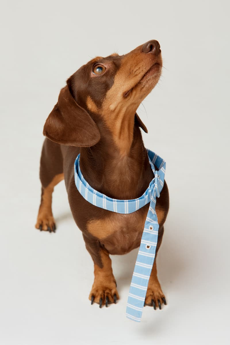 house of sunny dogs cardigan knitwear puppy dalmatian