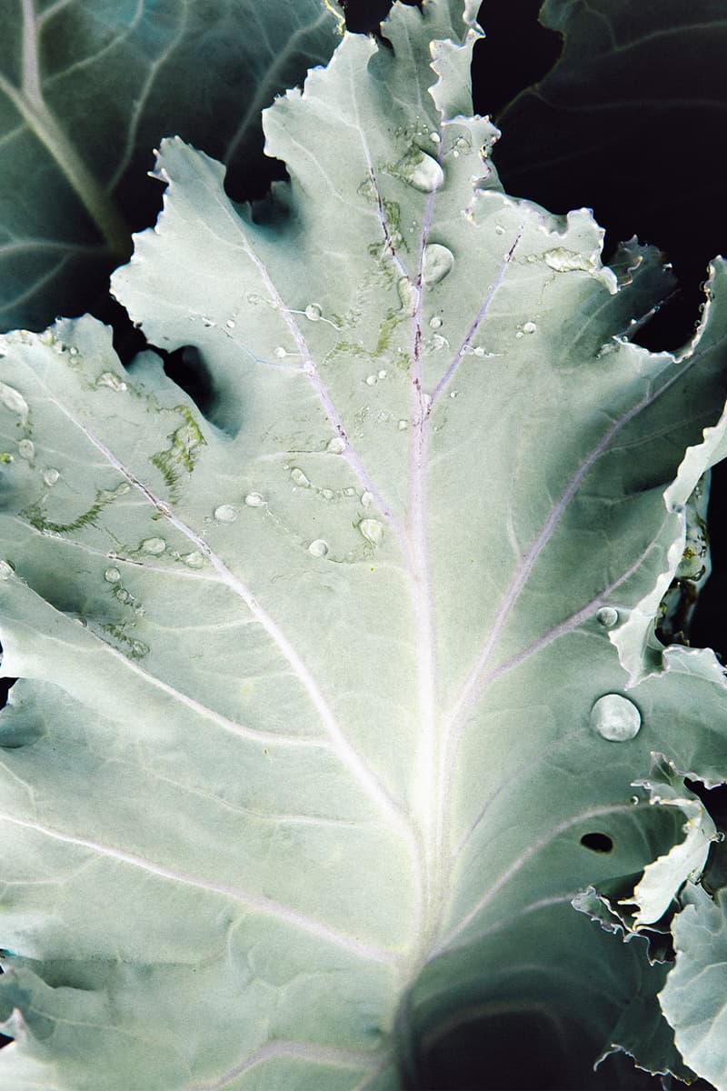 Issey Miyake, "Chiffon Twist", Japan, Green, Pink, Brown, White, Orange