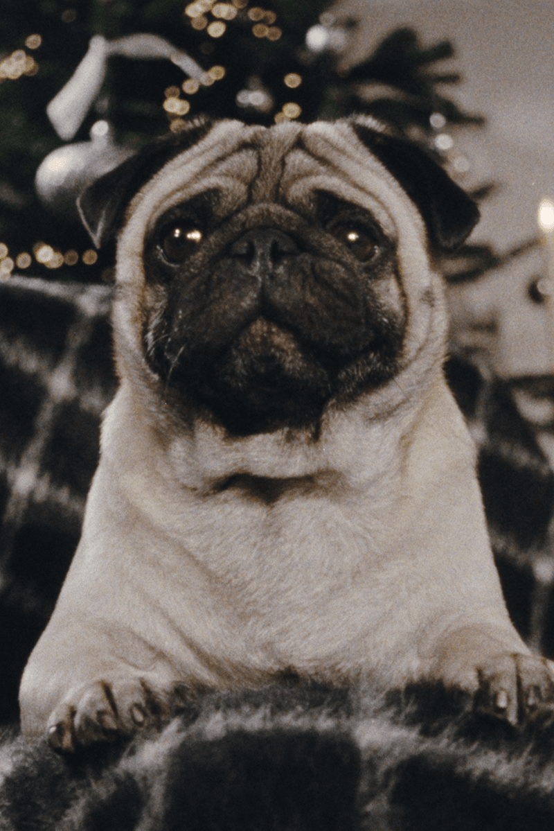 coperni holiday pug dog furry animal red leather boots