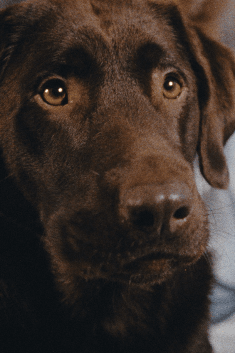 coperni holiday pug dog furry animal red leather boots