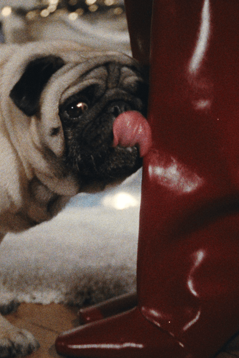 coperni holiday pug dog furry animal red leather boots