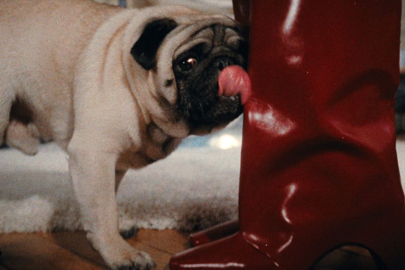 Coperni Gets Festive With Furry Friends