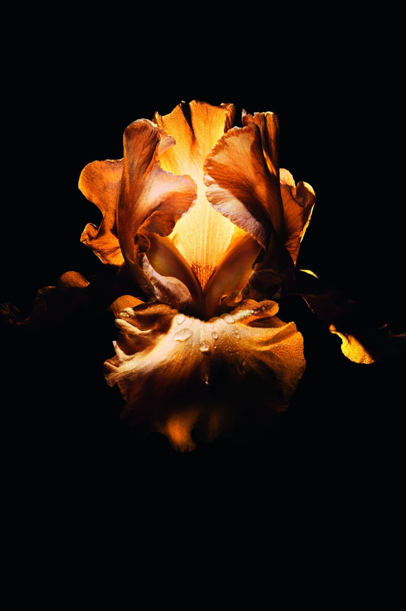 dior homme fragrance, robert pattinson, mens cologne, perfume, scent