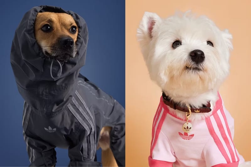Adidas Is Creating Streetwear for Pets Next