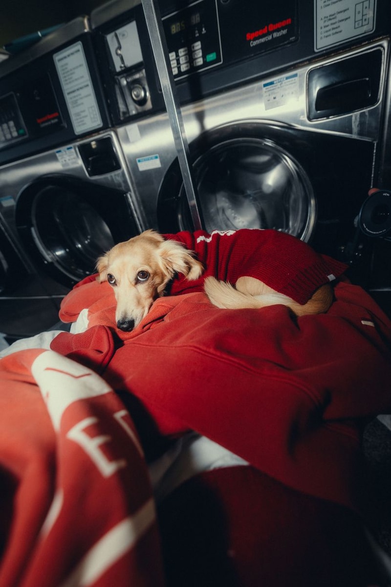 Charles Leclerc, Alexandra Saint Mleux, Fashion, Formula 1, F1, Sportswear, Atheleisure, Lifestyle, Dog Clothes
