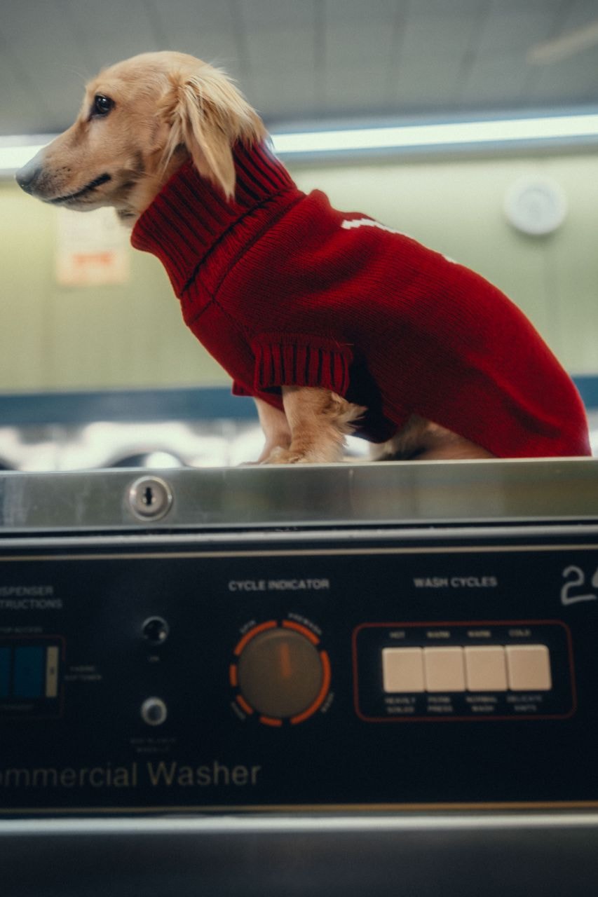 Charles Leclerc, Alexandra Saint Mleux, Fashion, Formula 1, F1, Sportswear, Atheleisure, Lifestyle, Dog Clothes