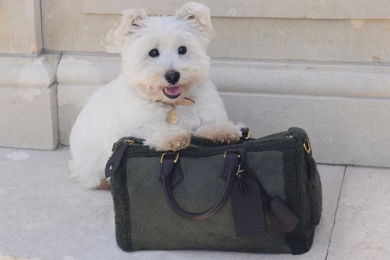 Louis Vuitton, Callum Turner, dogs, pets, campaigns, fashion, labrador