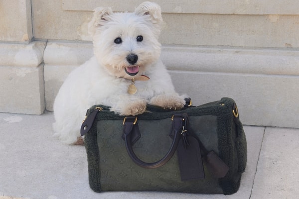 Louis Vuitton, Callum Turner, dogs, pets, campaigns, fashion, labrador
