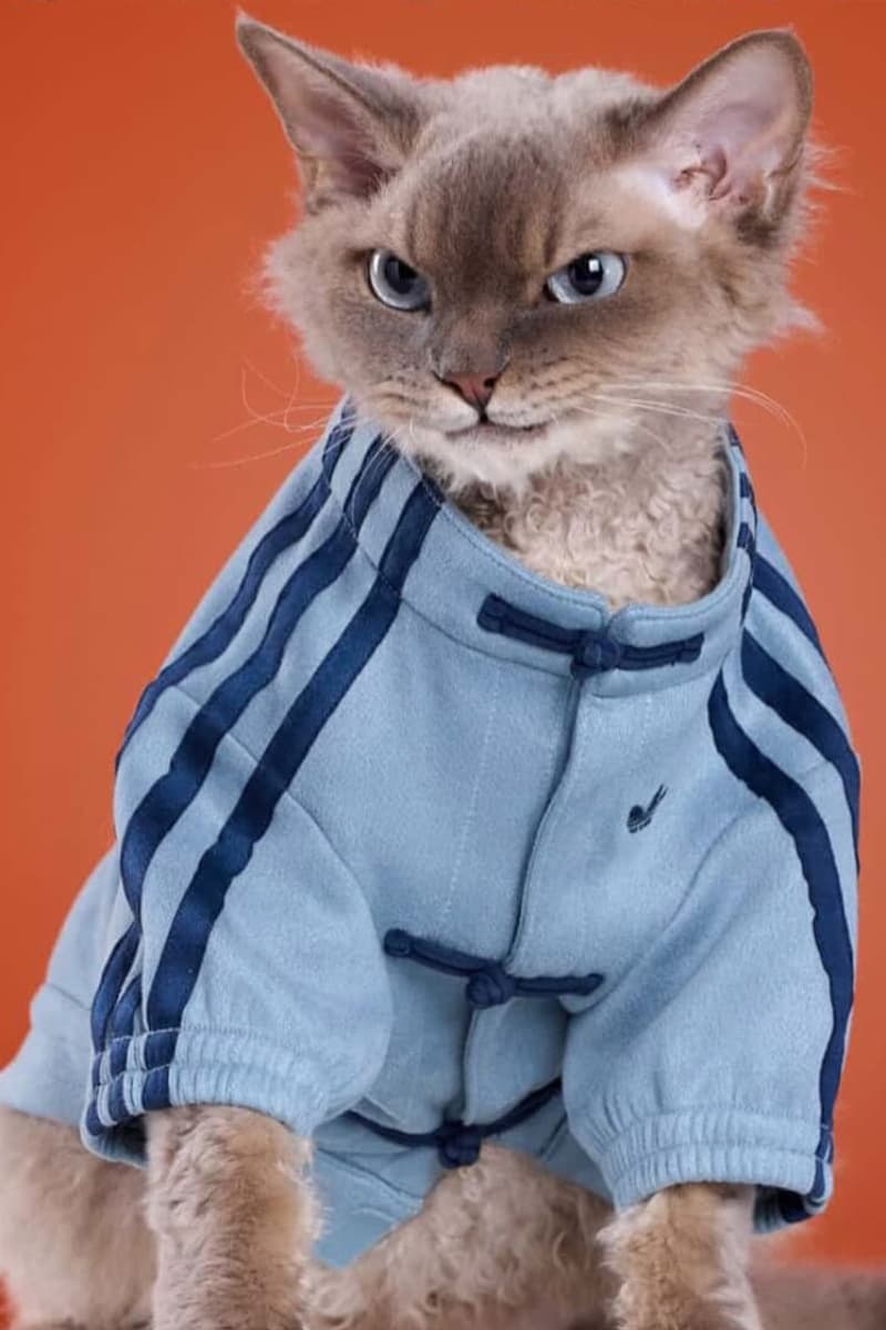 Adidas, Lunar New Year, Pets, Pet clothes, Lunar New Year Jackets, Pankou Jackets, Chinese New Year