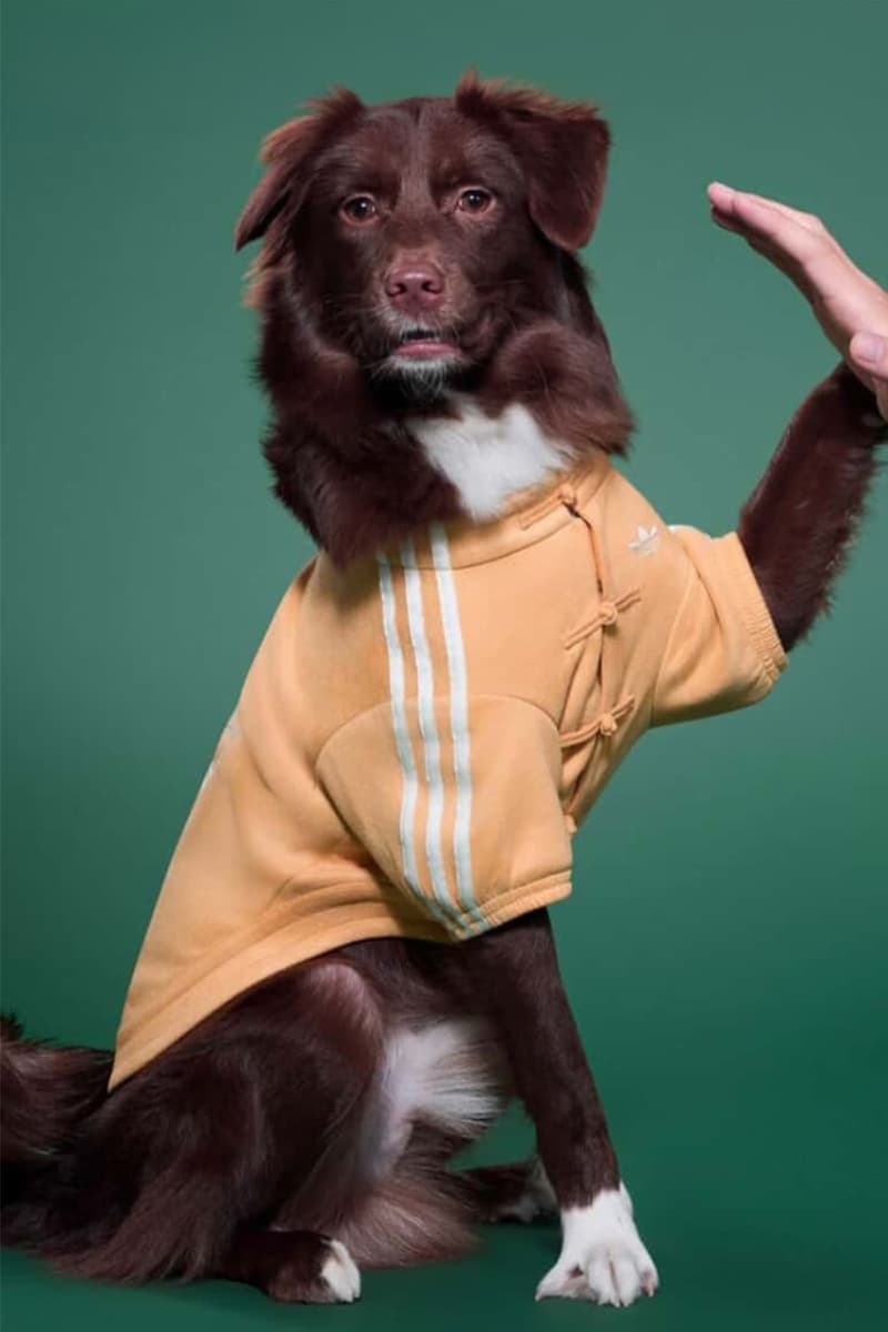 Adidas, Lunar New Year, Pets, Pet clothes, Lunar New Year Jackets, Pankou Jackets, Chinese New Year