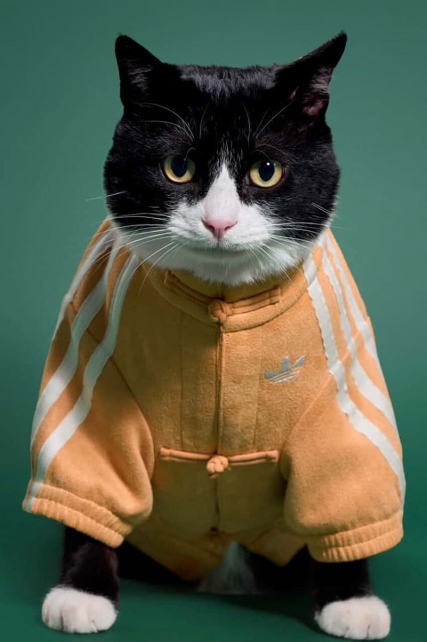 Adidas, Lunar New Year, Pets, Pet clothes, Lunar New Year Jackets, Pankou Jackets, Chinese New Year