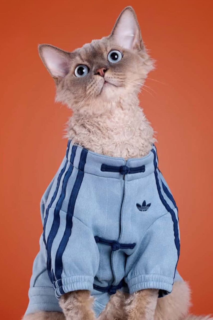 Adidas, Lunar New Year, Pets, Pet clothes, Lunar New Year Jackets, Pankou Jackets, Chinese New Year